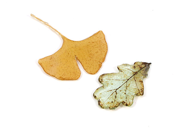 Resina solo la verdura