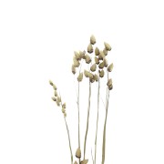 Fiori secchi per creazione diy x5 steli