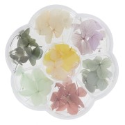 Assortimento in scatola di fiori secchi e spremuti - Multicolore