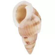 Conchiglie a spirale forate - da 18 a 21 mm - Naturale x10