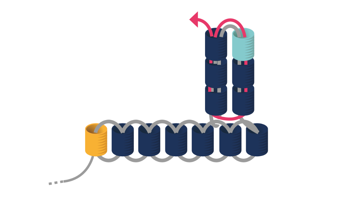 Orecchini Miyuki a triplo punto di fusione : Tappa 5 Orecchini Miyuki a triplo punto di fusione : Tappa 5